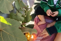 vendemmia_4.jpg