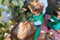 vendemmia_2.jpg