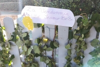 vendemmia_8.jpg