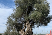 domenica_palme_3.jpg